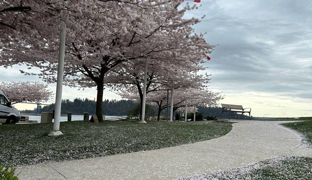 Ambleside central location spacious one bedroom suite. in West Vancouver