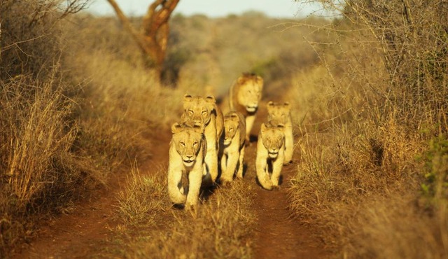 Thanda Safari in Hluhluwe