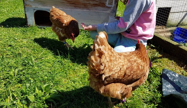 Warm calm peaceful Farmstay Rotorua with Wi-Fi (but kids don't need to know!) in Ngongotaha