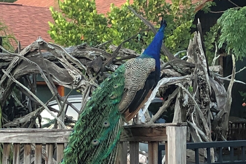 Photo of Outdoor in Gulfport