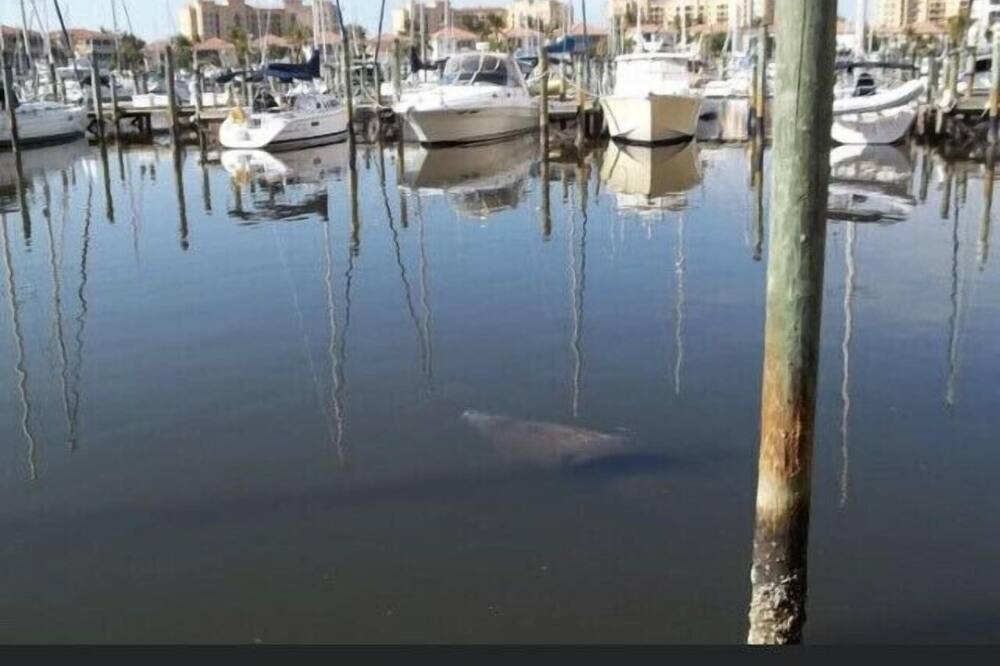 Photo of Outdoor in Burnt Store Marina