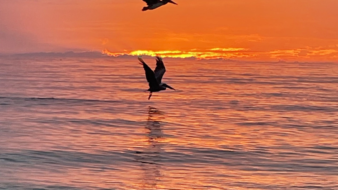Photo of Others in Coquina Sands