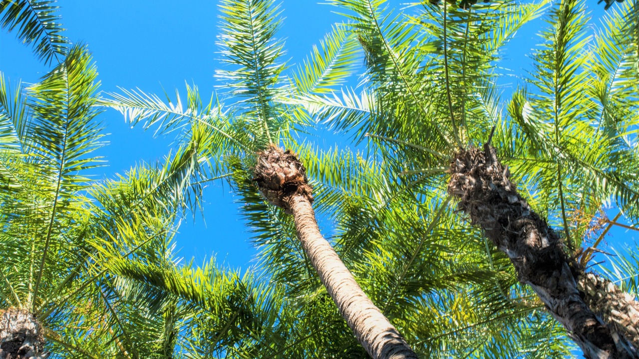 Photo of Outdoor in Siesta Key