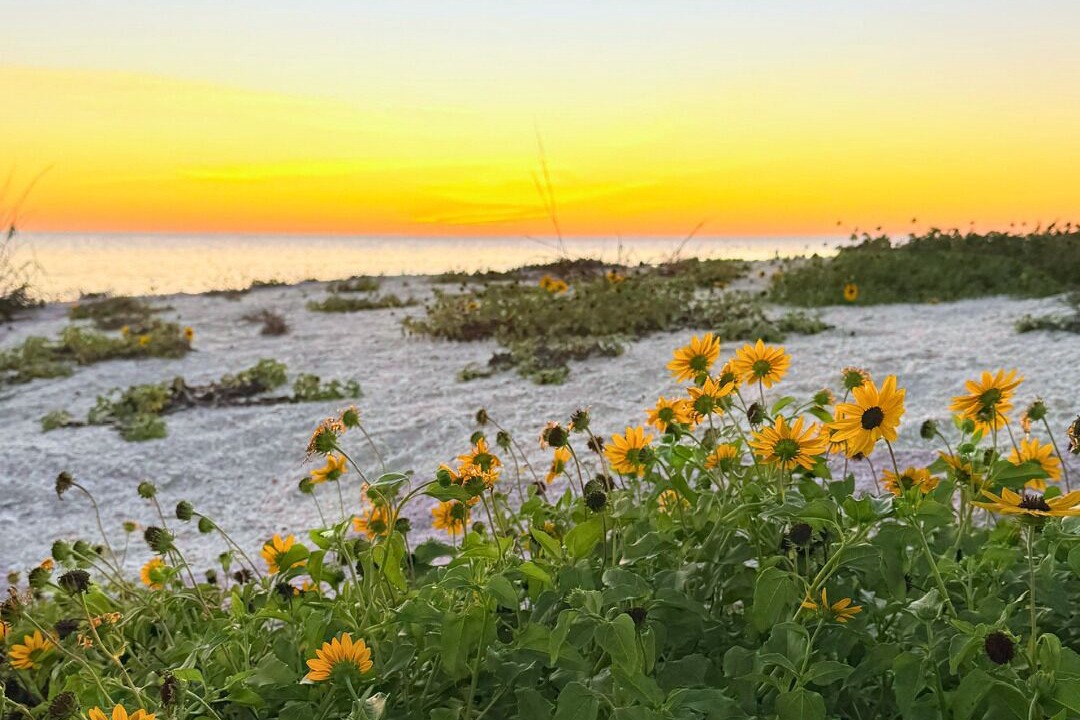 Photo of Others in Sanibel