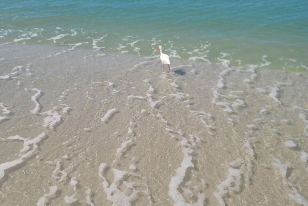 Photo of Others in Marco Island