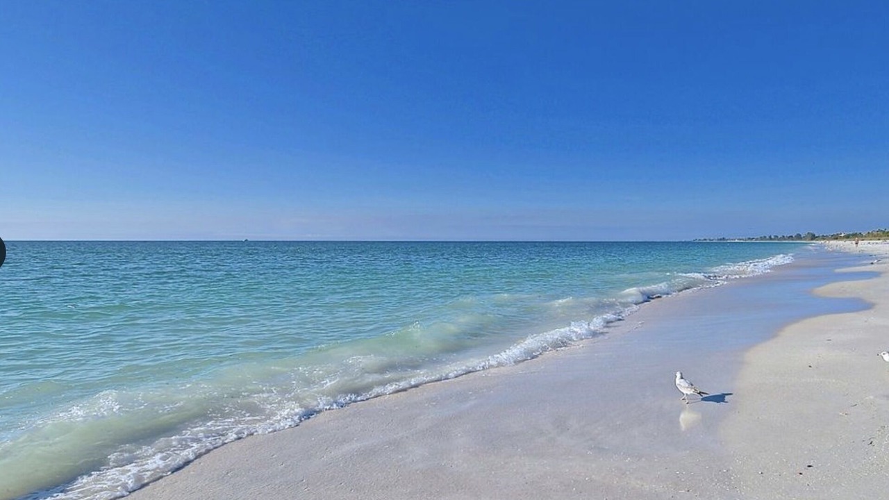 Photo of Others in Siesta Key