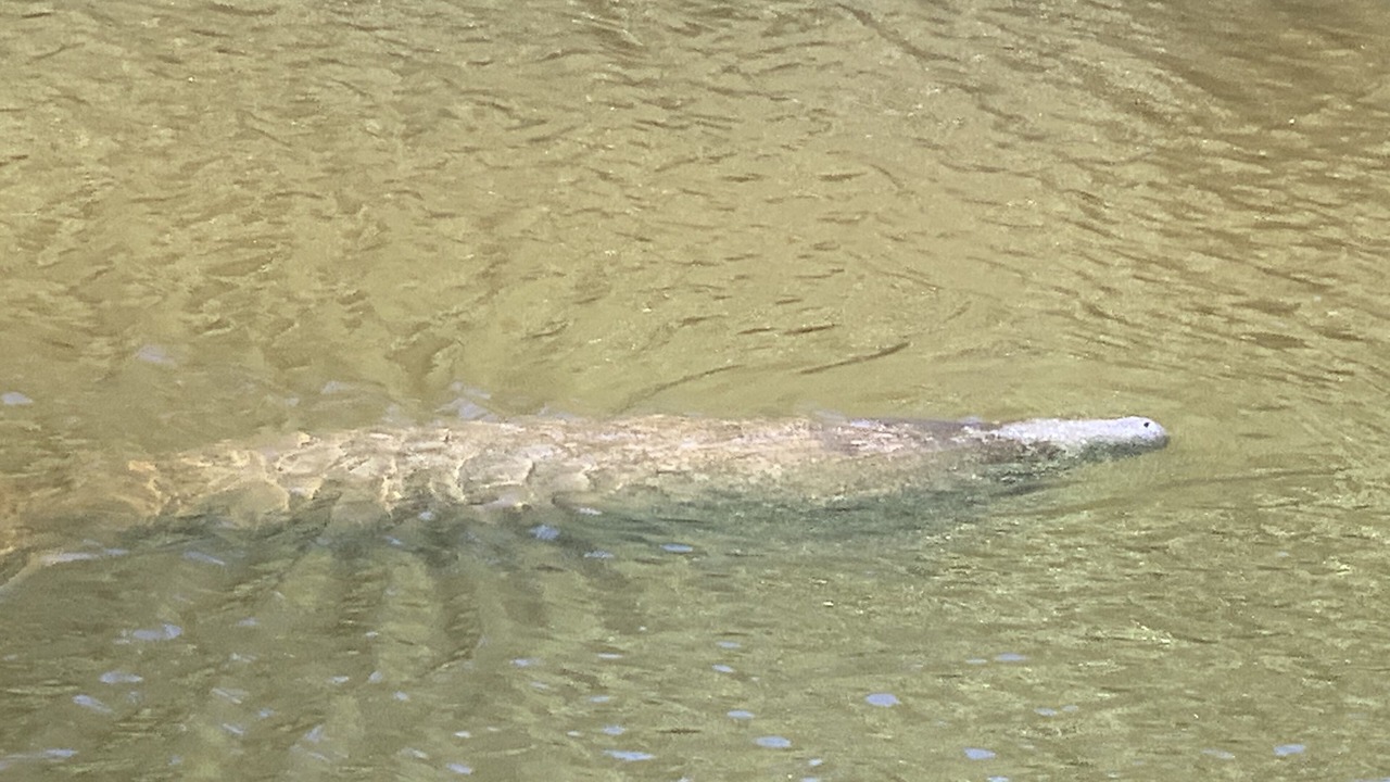 Photo of Others in Nokomis
