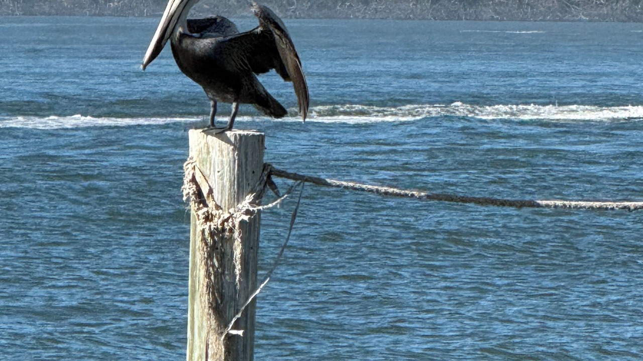 Photo of Others in Punta Rassa