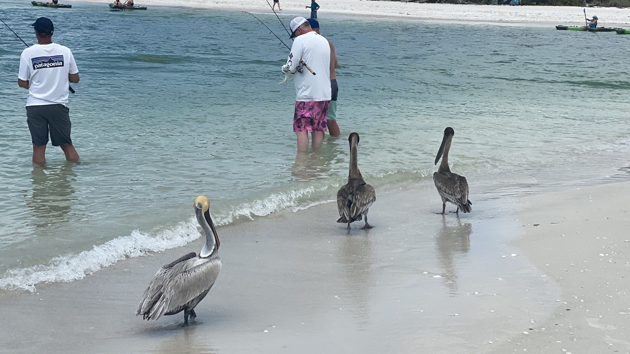 Photo of Others in Vanderbilt Beach