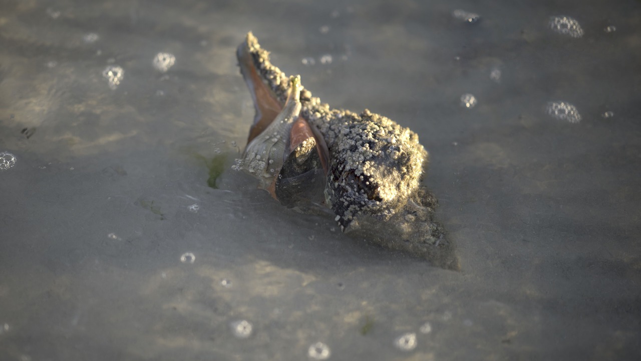 Photo of Others in Captiva
