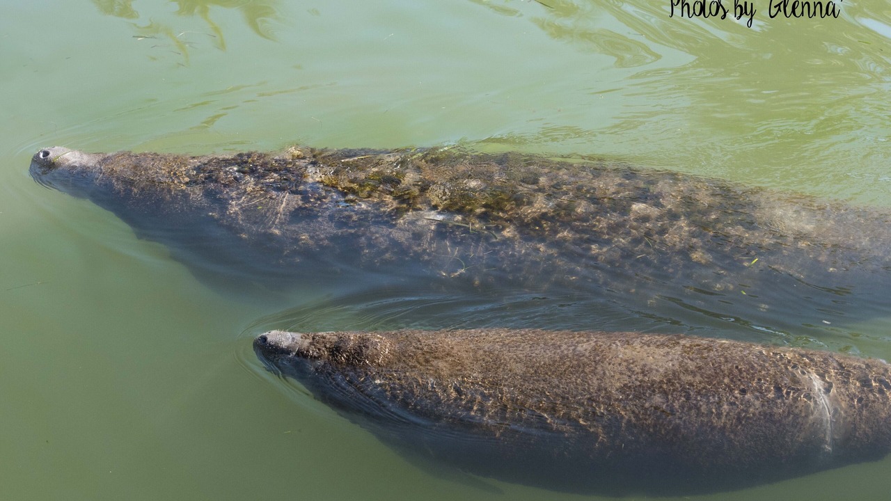Photo of Others in Captiva