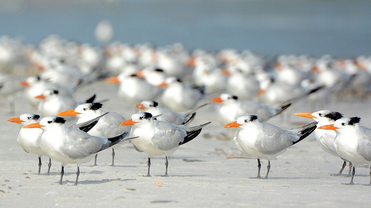 Photo of Others in South Island
