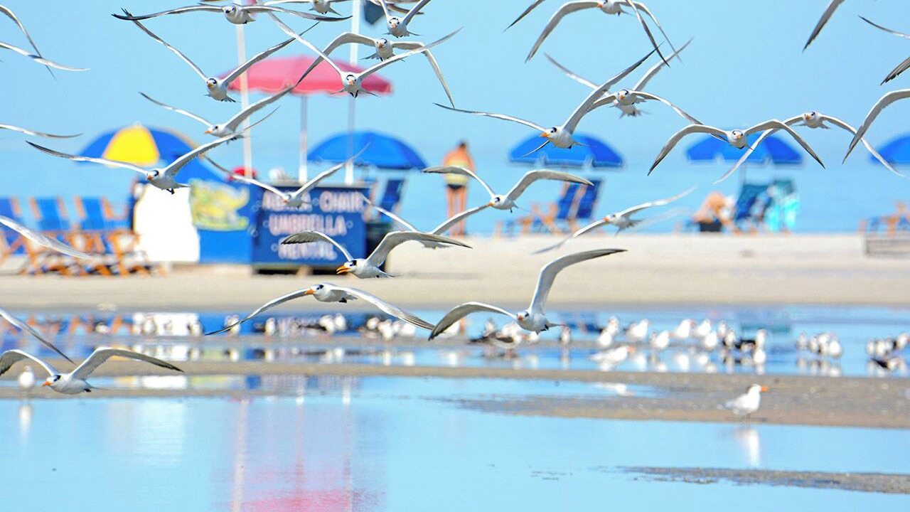 Photo of Others in South Island