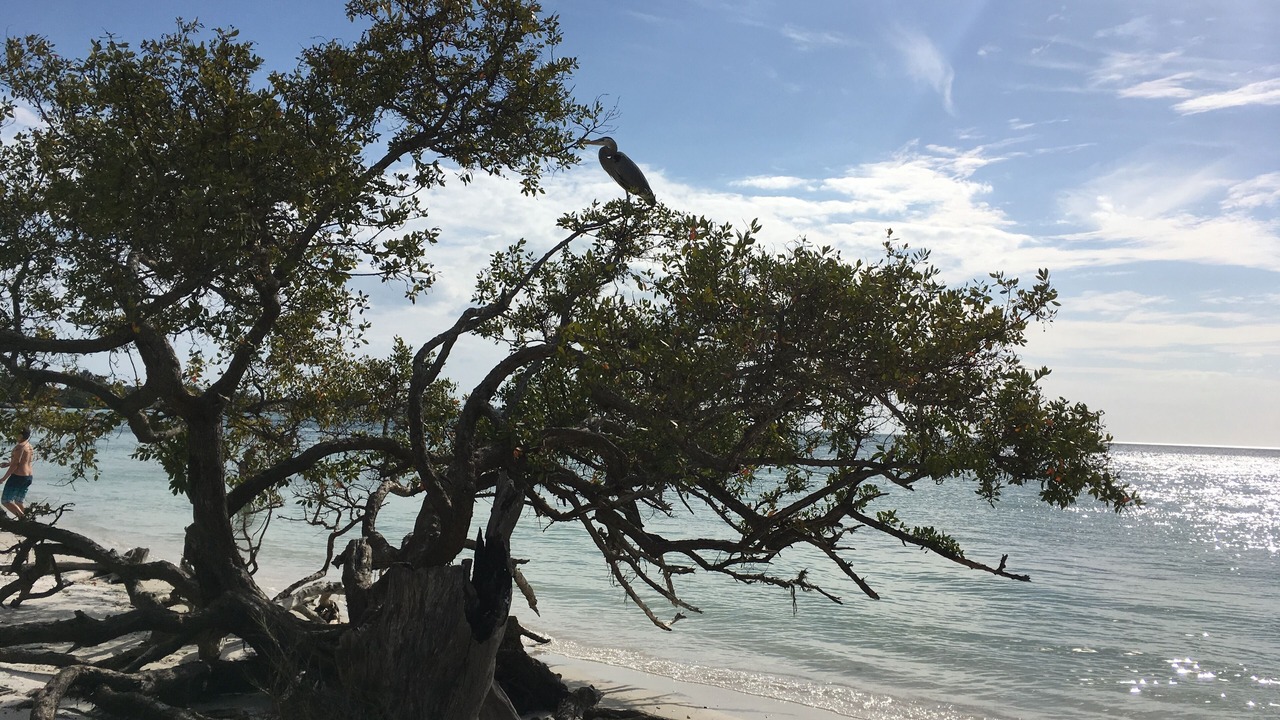 Photo of Others in Indian Beach Sapphire Shores