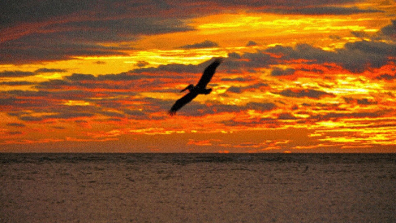Photo of Others in South Island