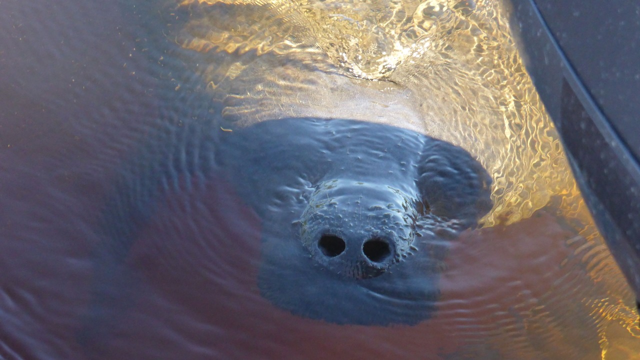 Photo of Others in Caloosahatchee