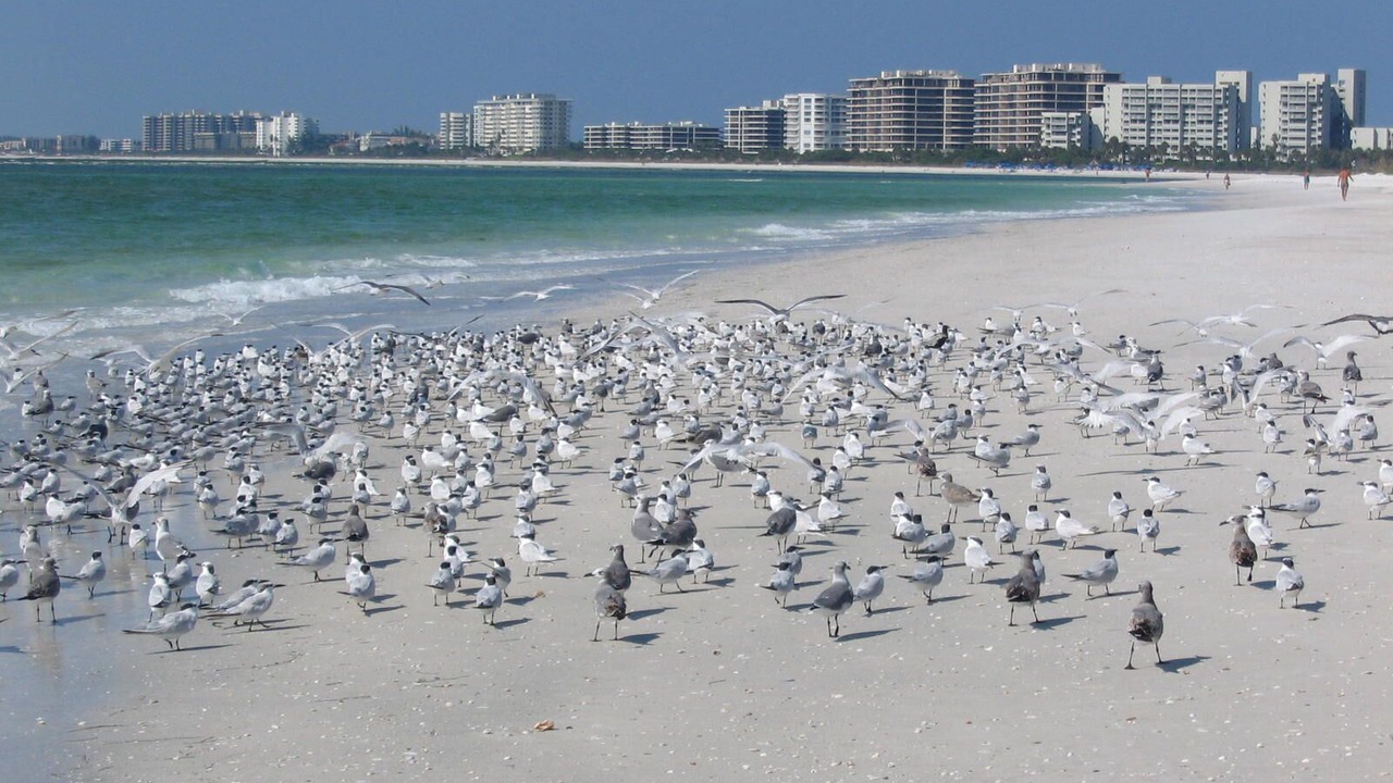 Photo of Others in Gulf Gate Estates