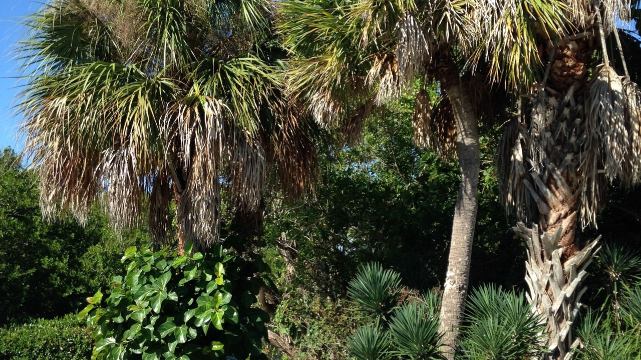 Photo of Outdoor in Boca Grande