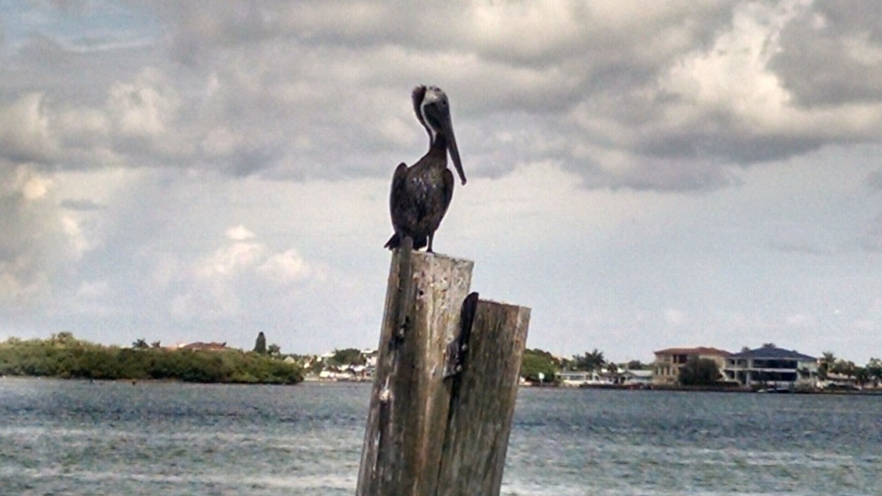 Photo of Others in Treasure Island
