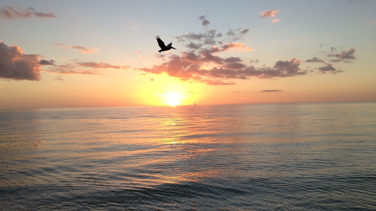 Photo of Others in Marco Island