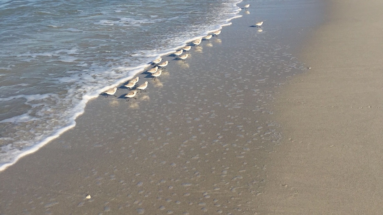 Photo of Others in Vanderbilt Beach
