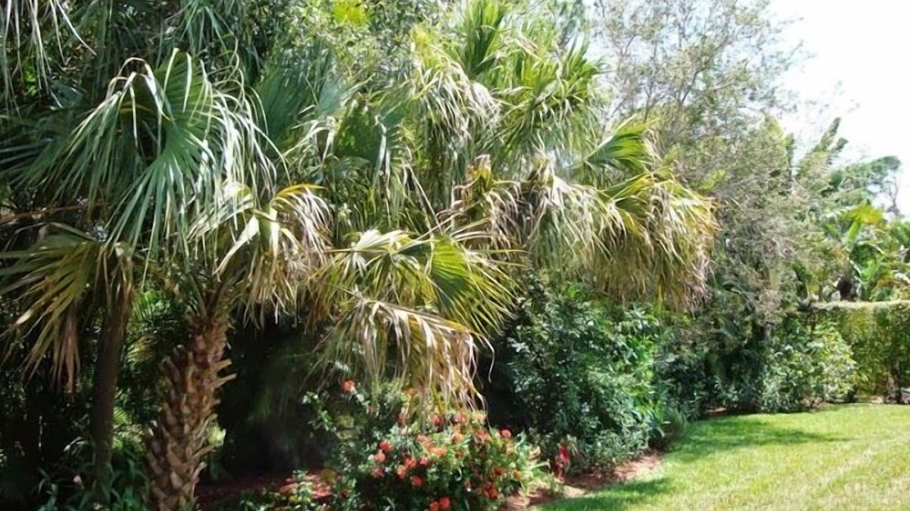 Photo of Outdoor in Bonita Shores