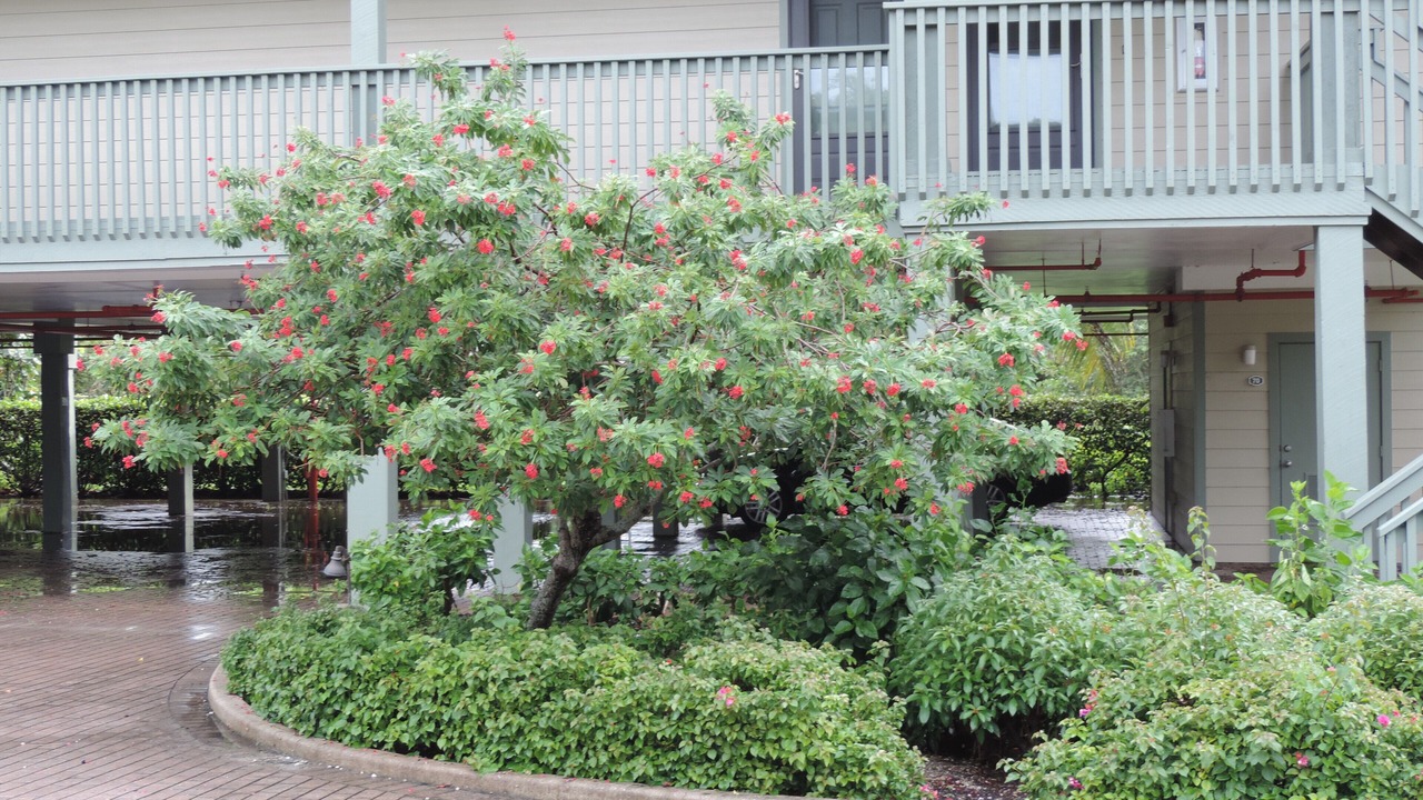 Photo of Outdoor in Bokeelia