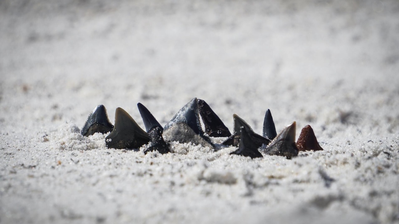 Photo of Others in Golden Beach