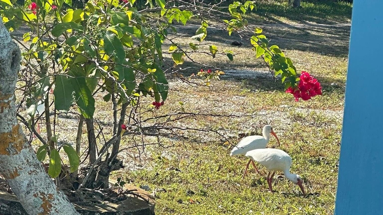 Photo of Outdoor in Saint James City