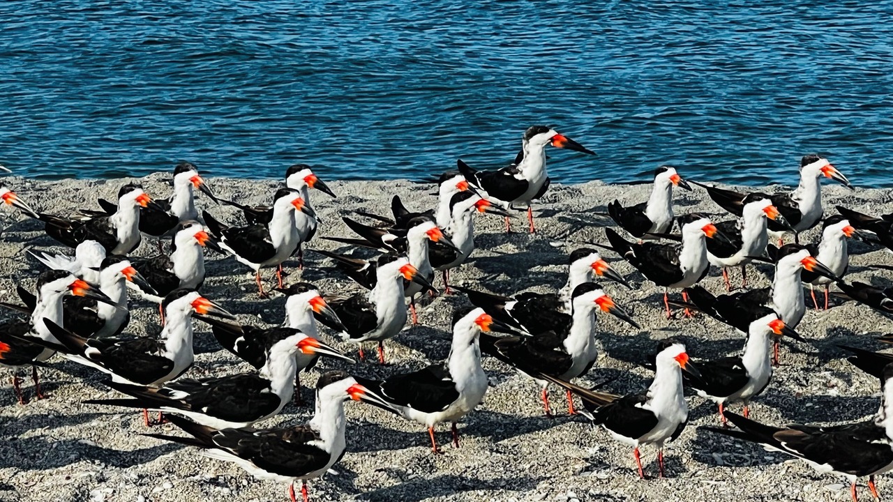Photo of Others in Sanibel
