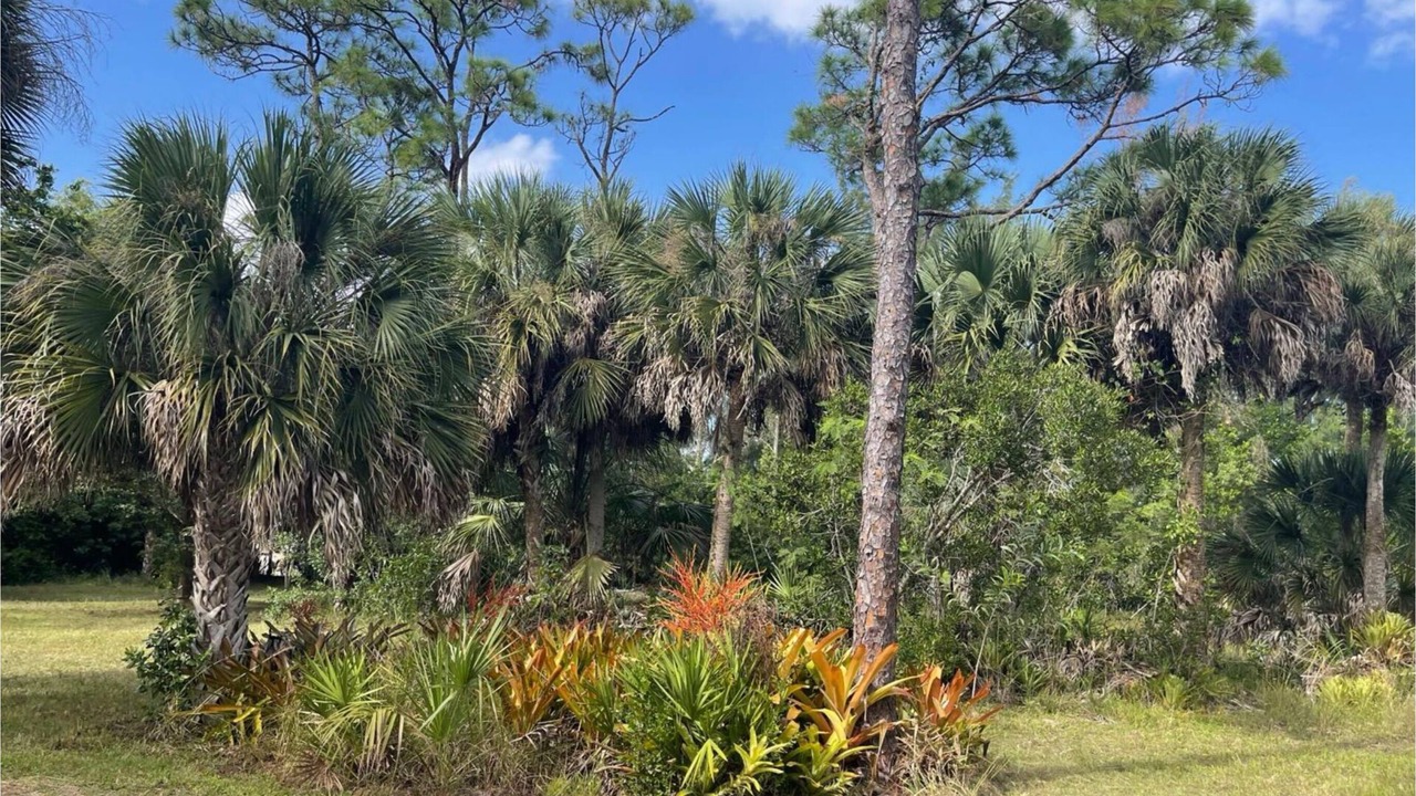 Photo of Outdoor in Saint James City