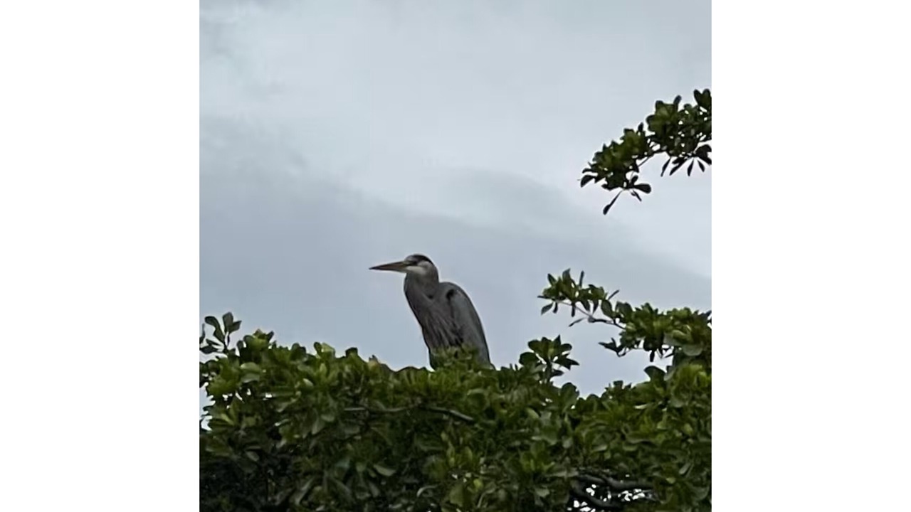 Photo of Others in Saint James City