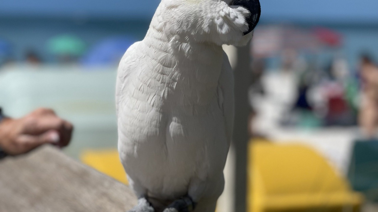 Photo of Others in Naples