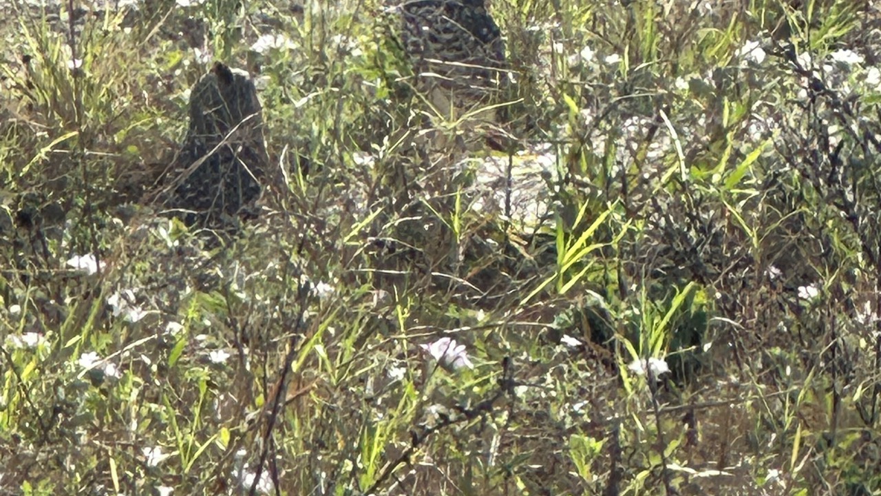 Photo of Others in Burnt Store
