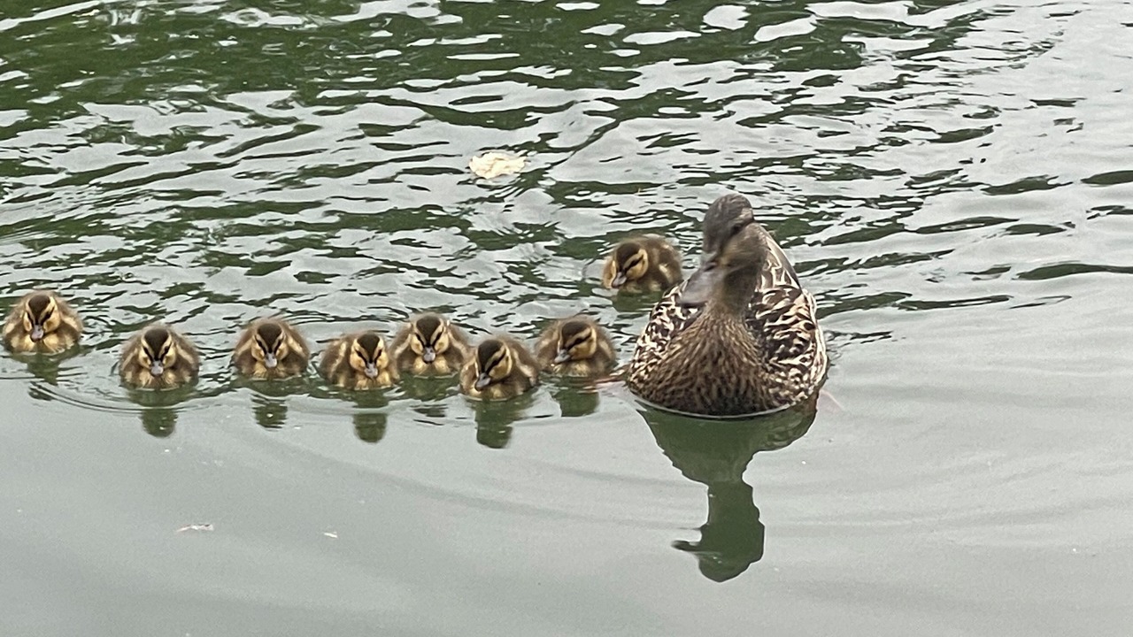 Photo of Others in Lake Lure