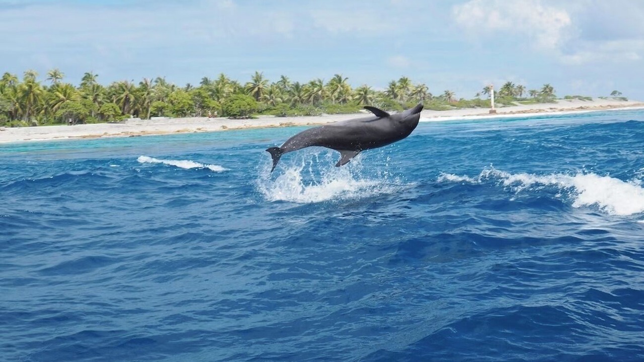 Photo of Others in Captiva