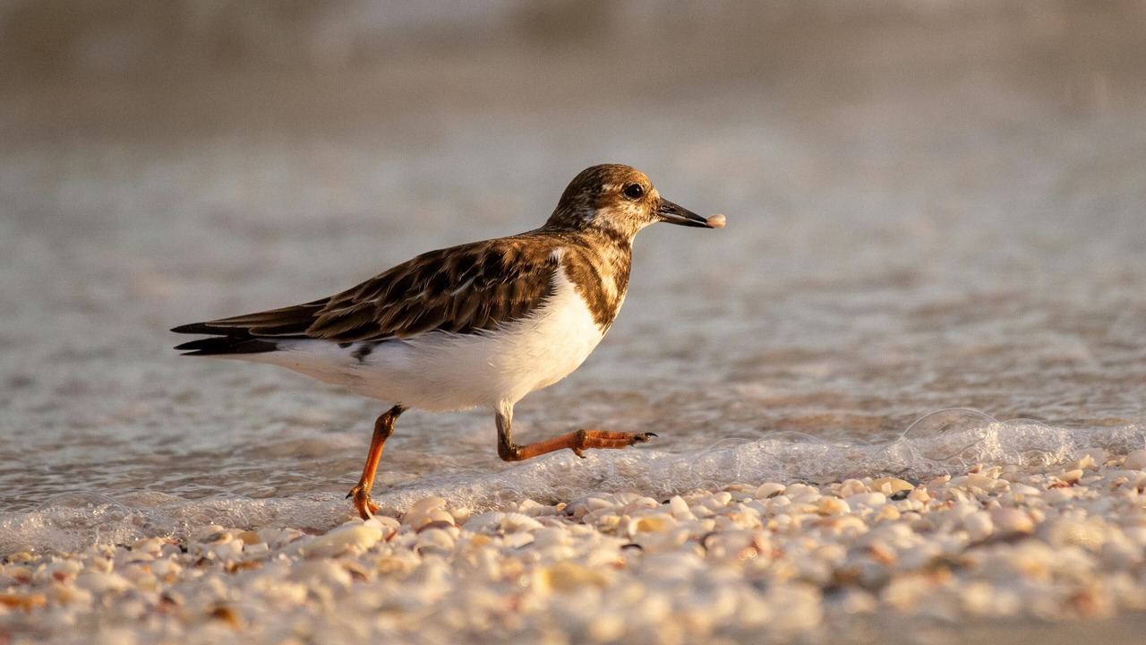 Photo of Others in Sanibel