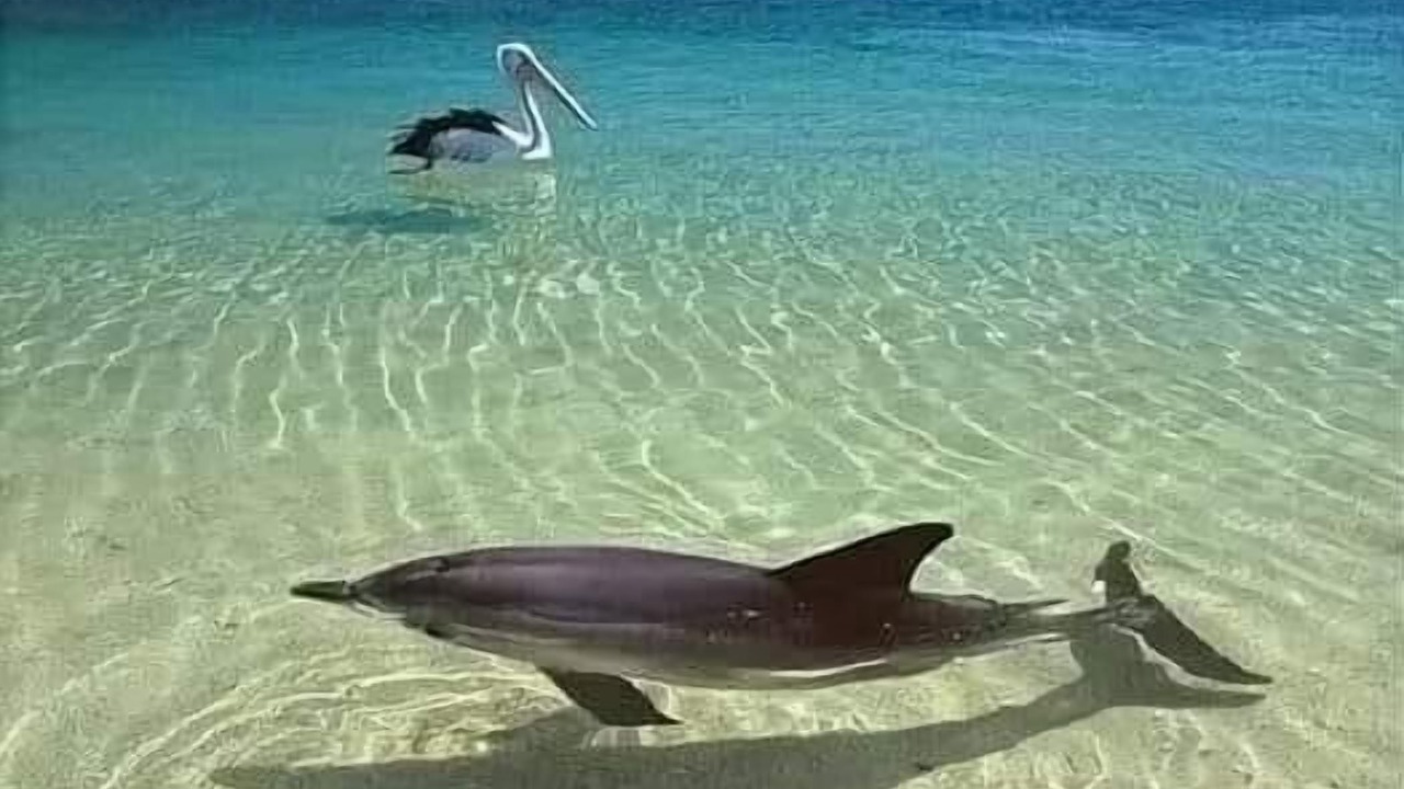 Photo of Others in St. Pete Beach
