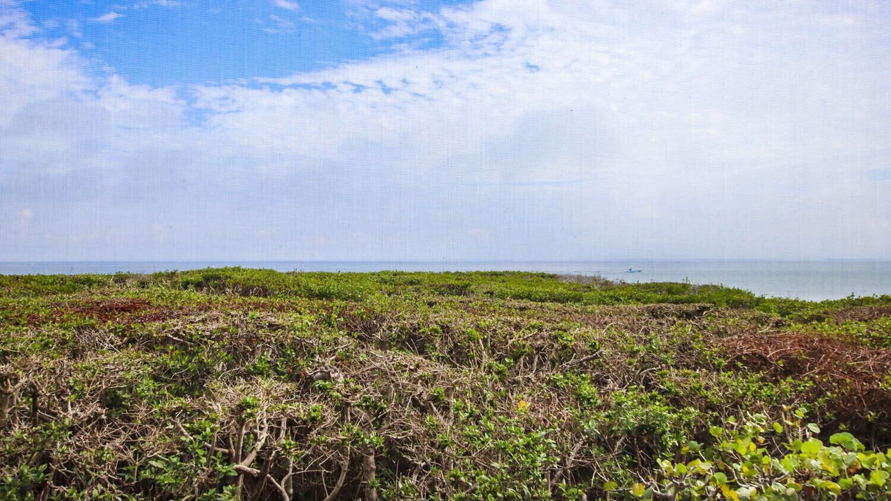 Photo of Outdoor in Captiva