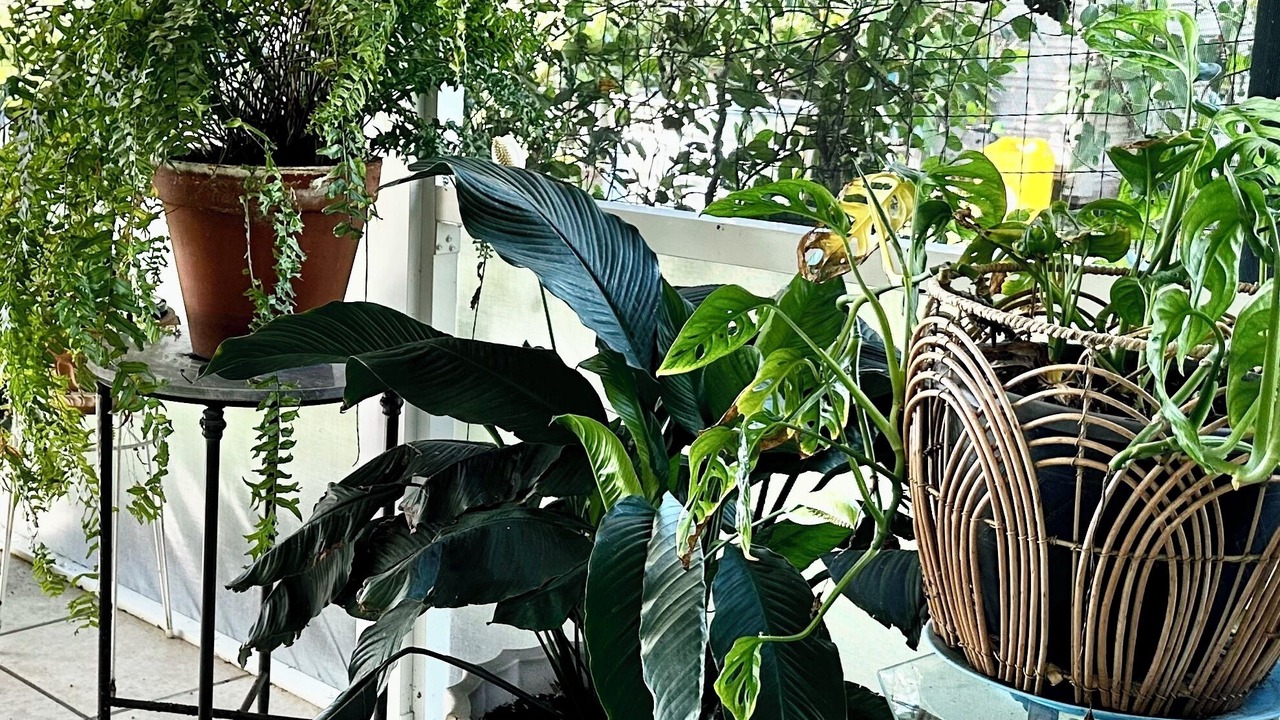 Photo of Patio Balcony in North Port