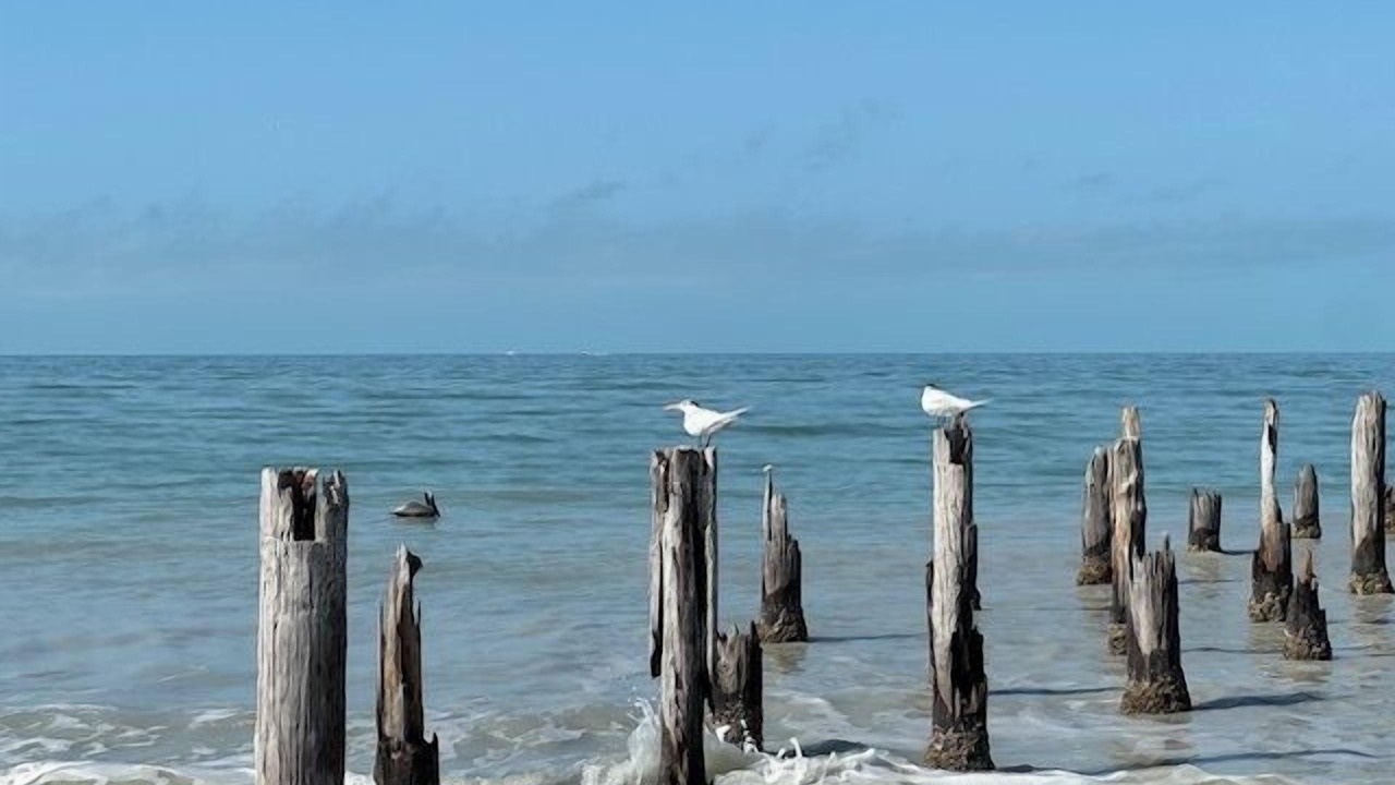 Photo of Others in South Island