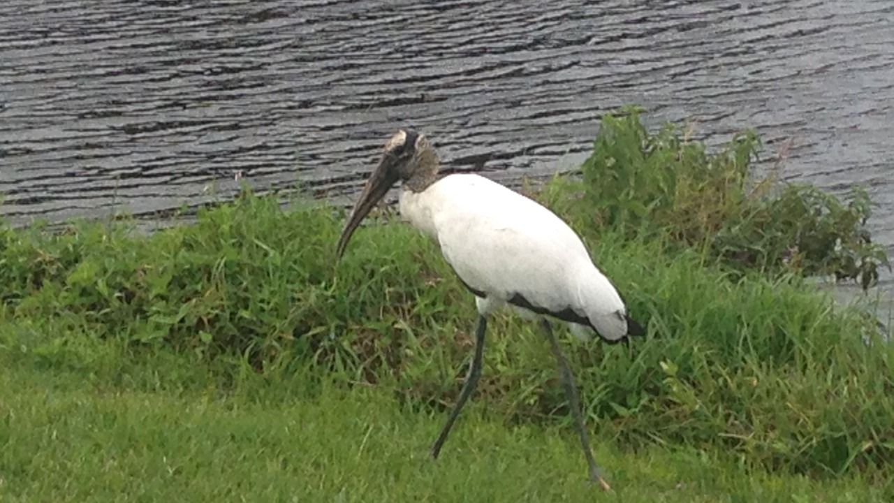Photo of Others in Pebble Beach