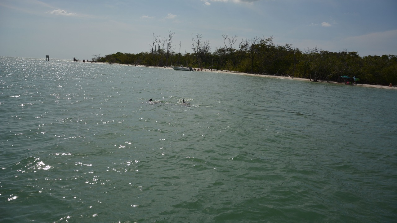 Photo of Others in Cape Coral
