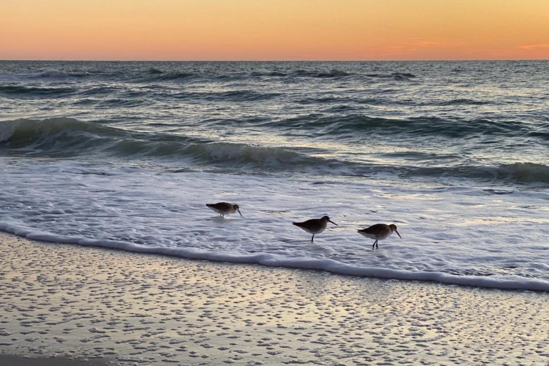 Photo of Others in Holmes Beach