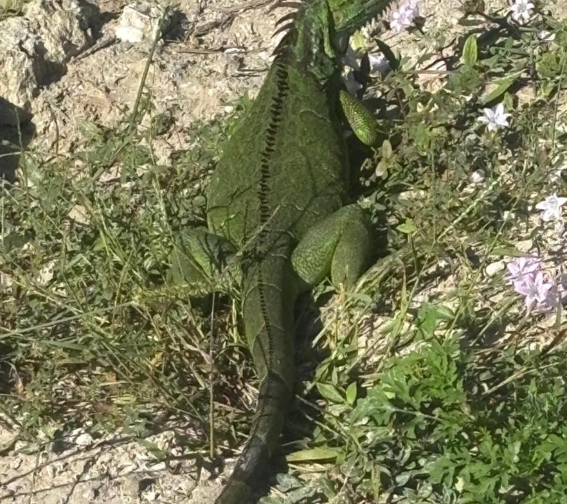 Photo of Others in Fort Myers