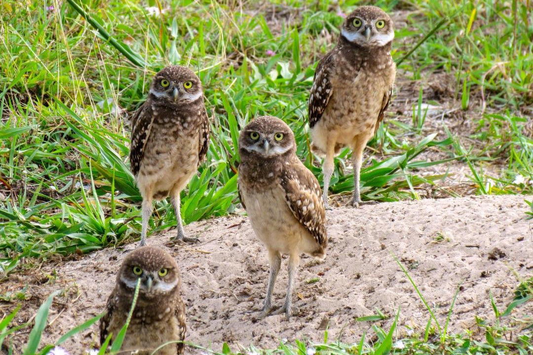 Photo of Others in Marco Island
