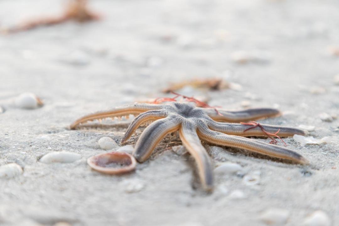 Photo of Others in Marco Island