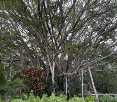 Biggar House | ELEGANT PRIVATE OLD SOUTH FLORIDA ESTATE NEW SLEEPS 18 TO 20 LARGE FAMILIES RETREAT WEDDINGS REUNIONS NANNY QUARTERS